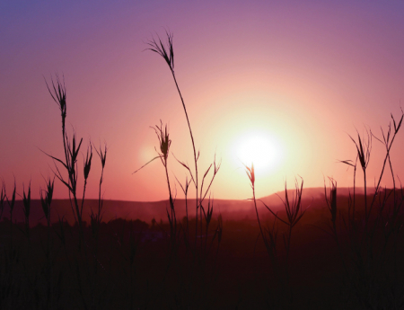 Tablou canvas : In the sunset [3]