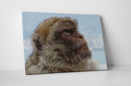 Animale - Tablou canvas : Mountain monkey