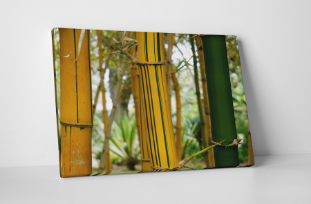 Tablouri Canvas - Tablou canvas : Bambus cu dungi