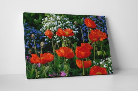 Tablouri Canvas - Tablou canvas : Campul cu flori