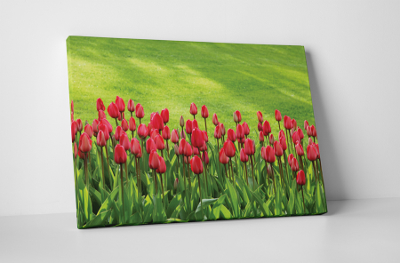 Tablouri Canvas - Tablou canvas : Lalele frumoase