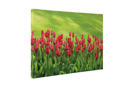 Tablou canvas : Lalele frumoase [4]