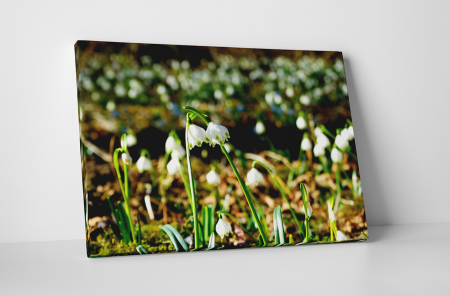 Tablouri Canvas - Tablou canvas : Ghiocei
