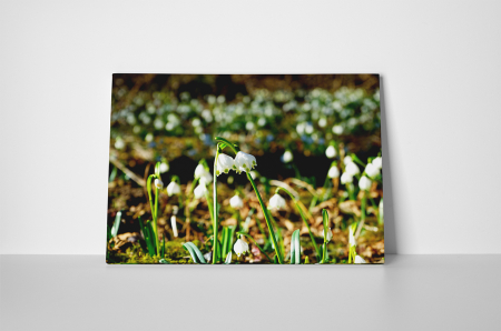 Tablou canvas : Ghiocei [1]