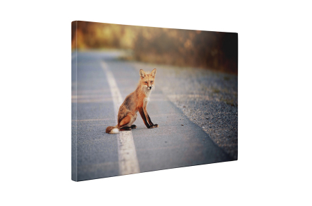Tablou canvas : Vulpe [4]
