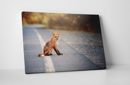 Animale - Tablou canvas : Vulpe