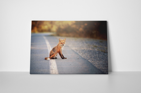 Tablou canvas : Vulpe [1]