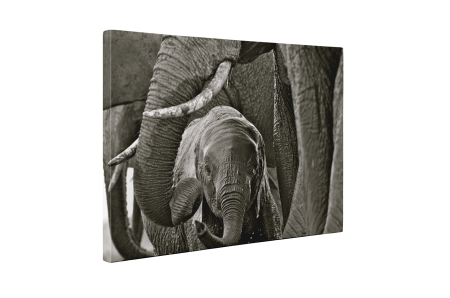 Tablou canvas : Pui de elefant [4]