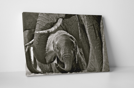 Animale - Tablou canvas : Pui de elefant