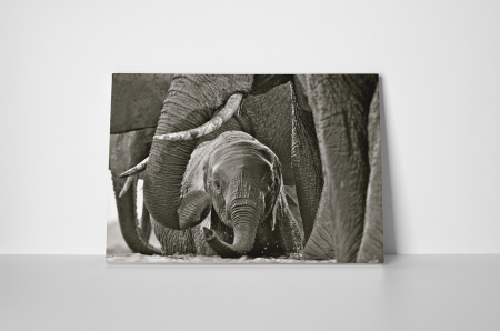 Tablou canvas : Pui de elefant [1]