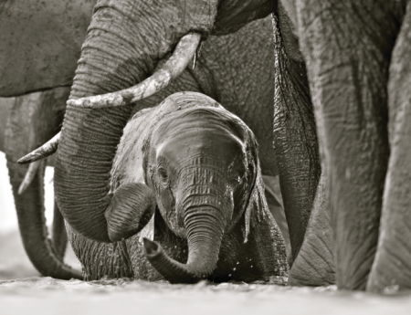 Tablou canvas : Pui de elefant [3]