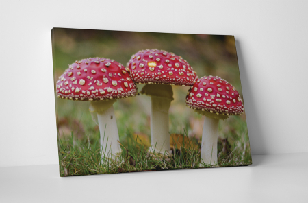 Natură - Tablou canvas : Amanita muscaria