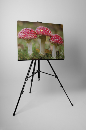 Tablou canvas : Amanita muscaria [2]