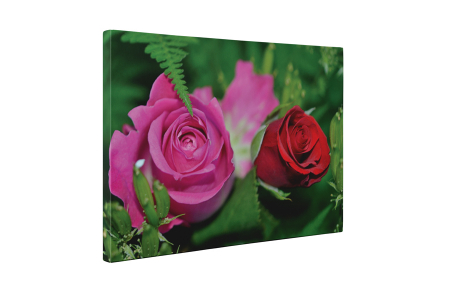 Tablou canvas : Doua trandafiri [4]
