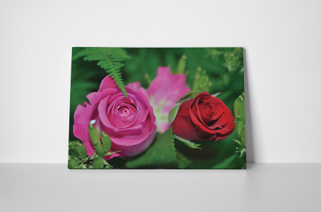 Tablou canvas : Doua trandafiri [1]
