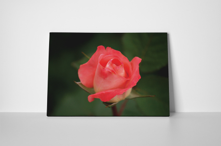 Tablou canvas : Trandafir [1]