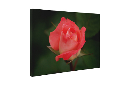 Tablou canvas : Trandafir [4]