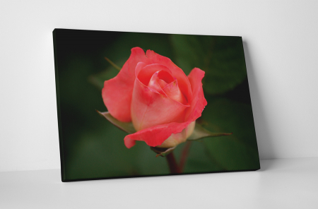 Tablouri Canvas - Tablou canvas : Trandafir