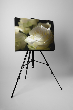 Tablou canvas : Trandafirul alb [2]