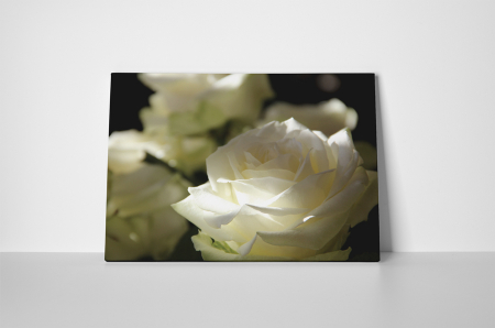 Tablou canvas : Trandafirul alb [1]