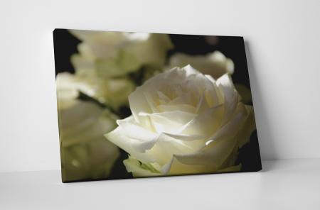 Tablouri Canvas - Tablou canvas : Trandafirul alb