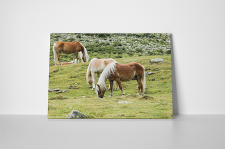 Tablou canvas : Trei cai frumosi [1]