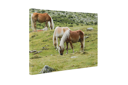 Tablou canvas : Trei cai frumosi [4]