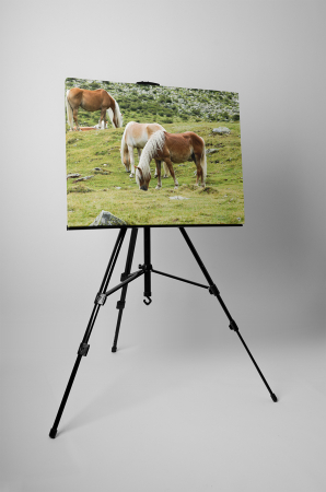 Tablou canvas : Trei cai frumosi [2]