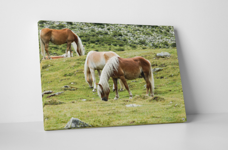 Animale - Tablou canvas : Trei cai frumosi