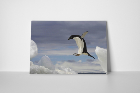 Tablou canvas : Pinguin zburator [1]