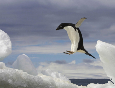 Tablou canvas : Pinguin zburator [3]