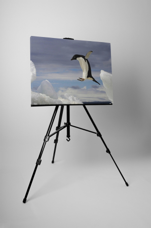 Tablou canvas : Pinguin zburator [2]