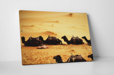 Animale - Tablou canvas : Camile obosite