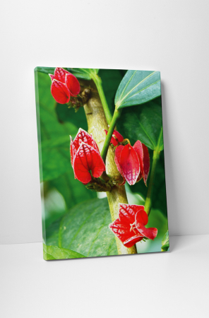 Tablouri Canvas - Tablou canvas : Flori tropicale