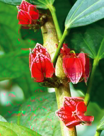 Tablou canvas : Flori tropicale [3]