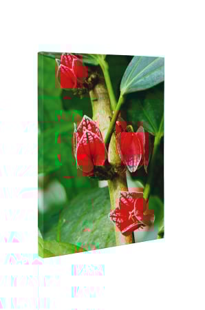 Tablou canvas : Flori tropicale [4]