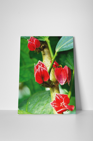 Tablou canvas : Flori tropicale [1]