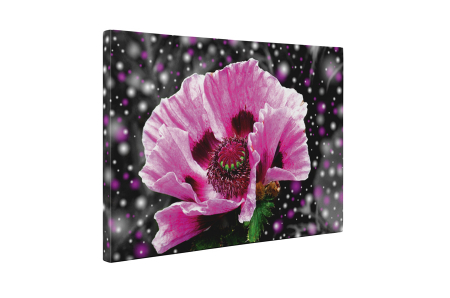 Tablou canvas : Floare roz [4]