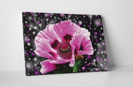 Tablouri Canvas - Tablou canvas : Floare roz