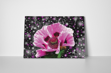 Tablou canvas : Floare roz [1]
