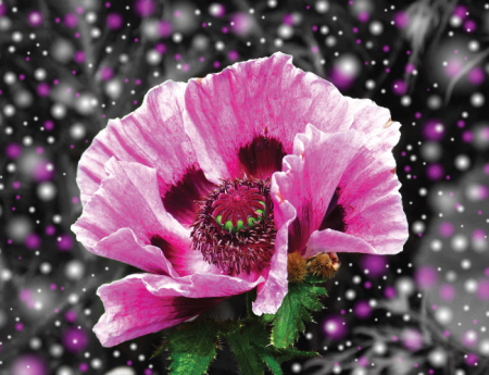 Tablou canvas : Floare roz [3]