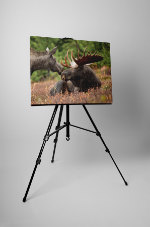 Tablou canvas : Elan [2]