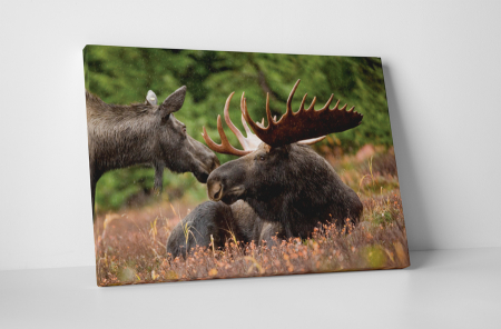 Animale - Tablou canvas : Elan
