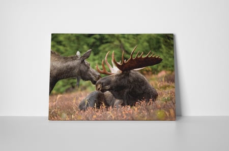 Tablou canvas : Elan [1]