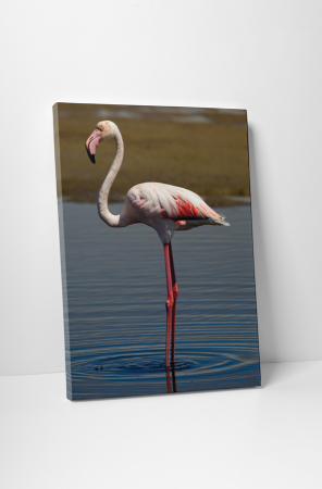 Animale - Tablou canvas : Flamingo singuratic