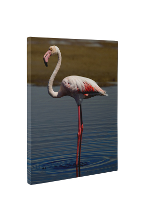 Tablou canvas : Flamingo singuratic [4]