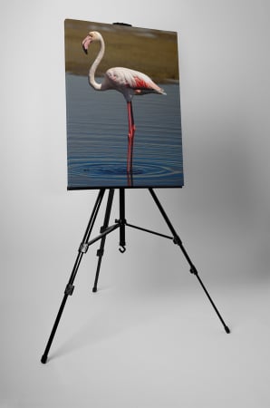 Tablou canvas : Flamingo singuratic [2]