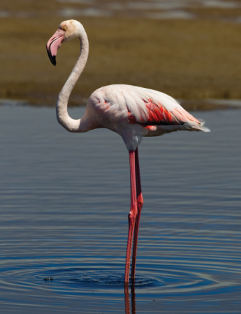 Tablou canvas : Flamingo singuratic [3]