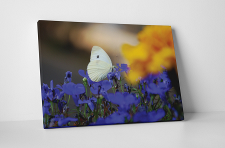 Animale - Tablou canvas : Fluturele alb