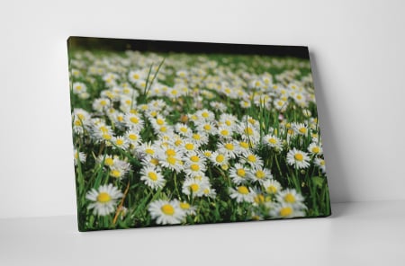Tablouri Canvas - Tablou canvas : Camp de musetel